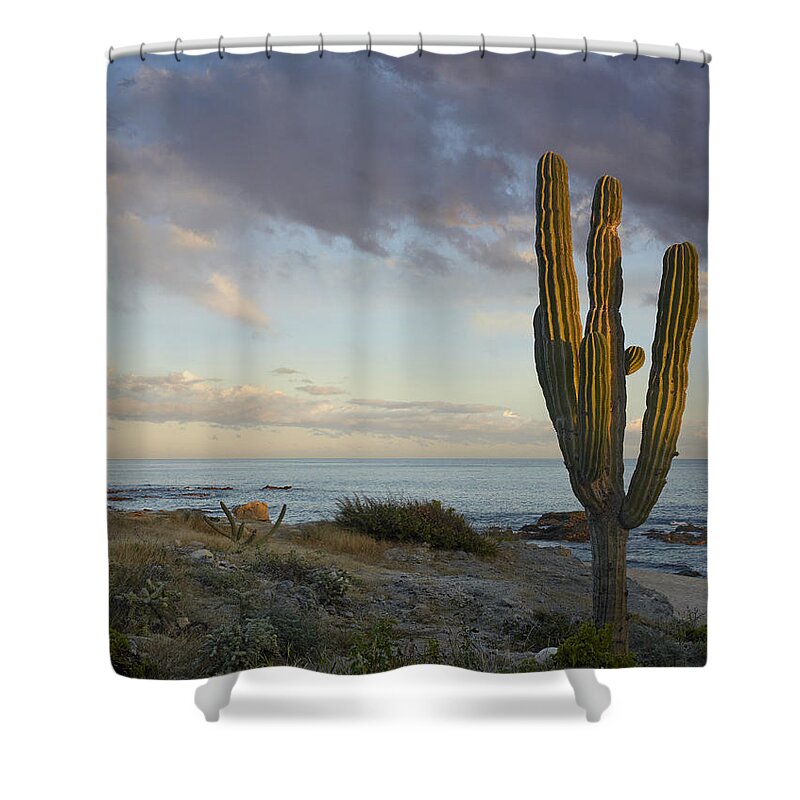 Mp Shower Curtain featuring the photograph Saguaro Carnegiea Gigantea Cactus by Tim Fitzharris
