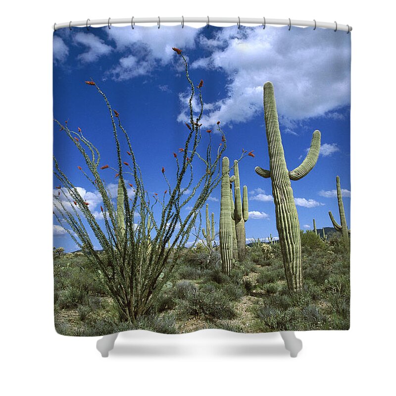 Mp Shower Curtain featuring the photograph Saguaro Carnegiea Gigantea Cactus by Tom Vezo