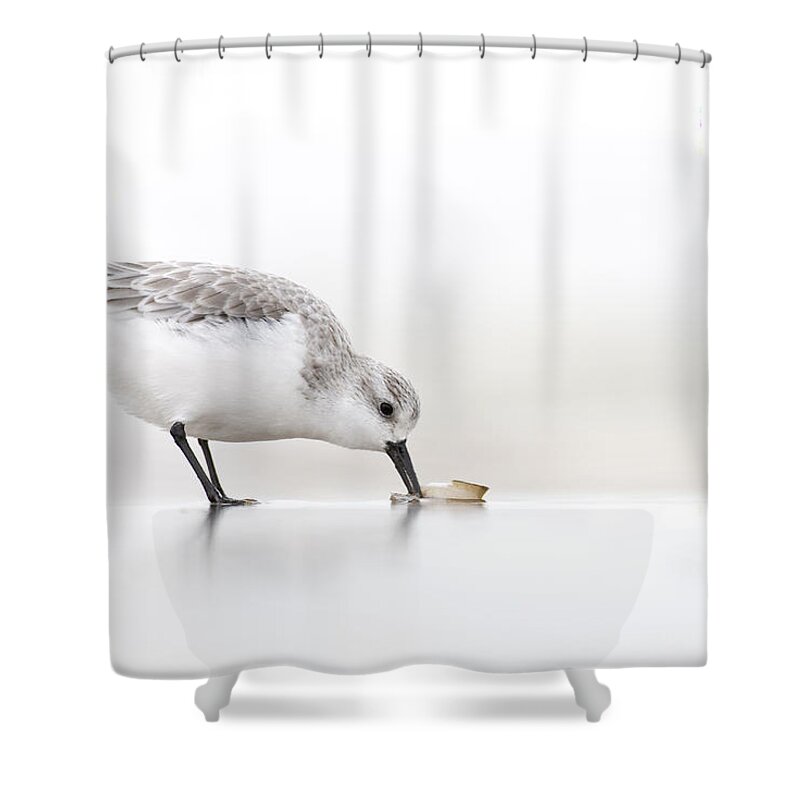Fn Shower Curtain featuring the photograph Sanderling Calidris Alba Foraging by Marcel van Kammen