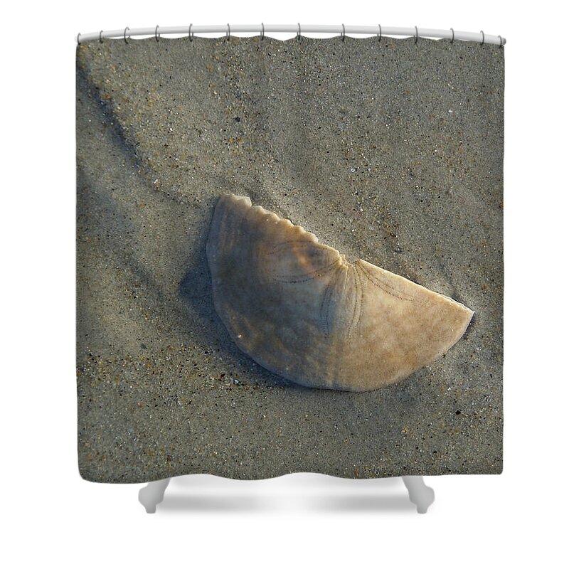 Sand Dollar Shower Curtain featuring the photograph Sandollar in Maine by Nancy Griswold