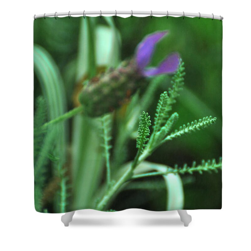 Santolina Chamaecyparissus Shower Curtain featuring the photograph Santolina chamaecyparissus Lavender Cotton by Rebecca Sherman