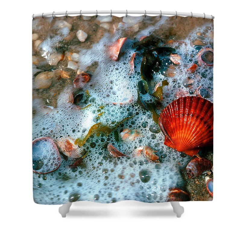 Nature Shower Curtain featuring the photograph Scallop and Seaweed 11C by Gerry Gantt