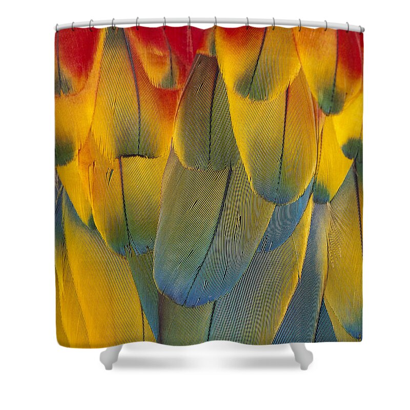Mp Shower Curtain featuring the photograph Scarlet Macaw Ara Macao Close-up by Michael Durham