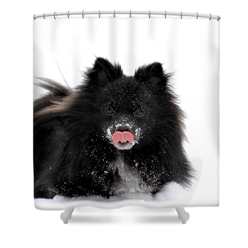 Dog Shower Curtain featuring the photograph Schipperke Loving Snow by Marie Jamieson