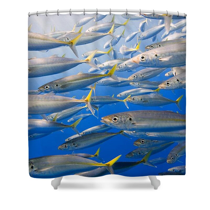 Animals Shower Curtain featuring the photograph School Of Rainbow Runners, Sea Of by Carson Ganci