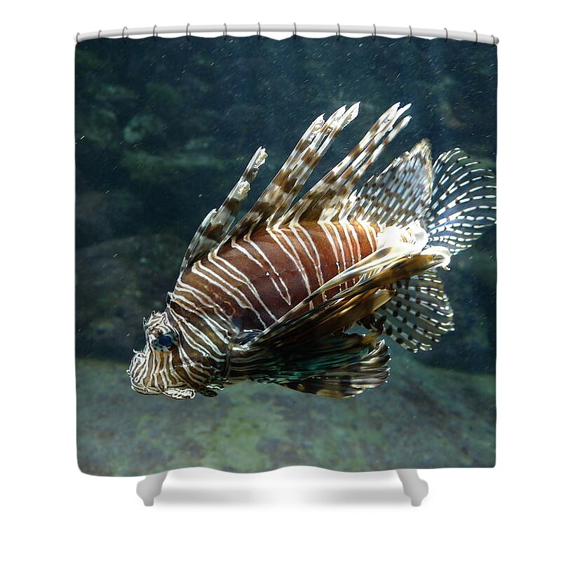 Scorpion Shower Curtain featuring the photograph Scorpion Fish by Richard Reeve