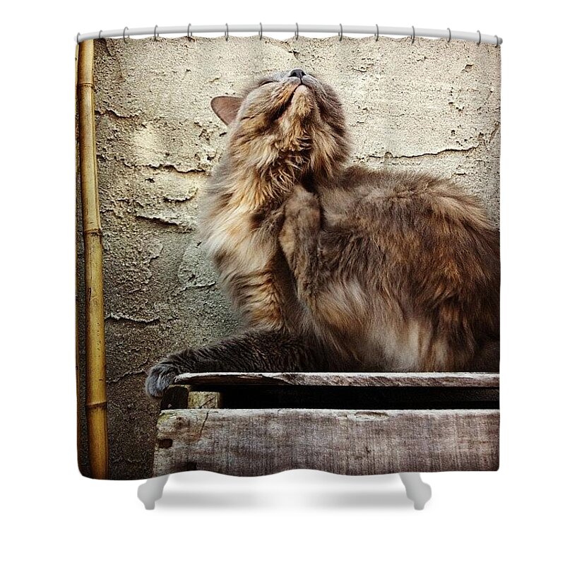 Cat Shower Curtain featuring the photograph Scritch Scratch by Katie Cupcakes