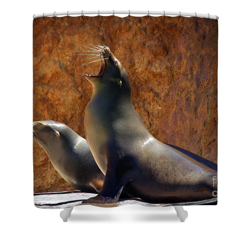 Animal Shower Curtain featuring the photograph Sea Lions by Carlos Caetano