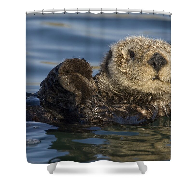 00438490 Shower Curtain featuring the photograph Sea Otter Monterey Bay California by Suzi Eszterhas