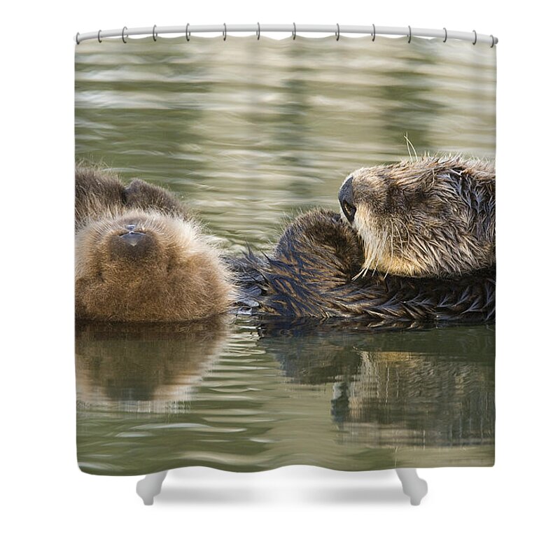 00429654 Shower Curtain featuring the photograph Sea Otter Mother And Pup Sleeping by Sebastian Kennerknecht