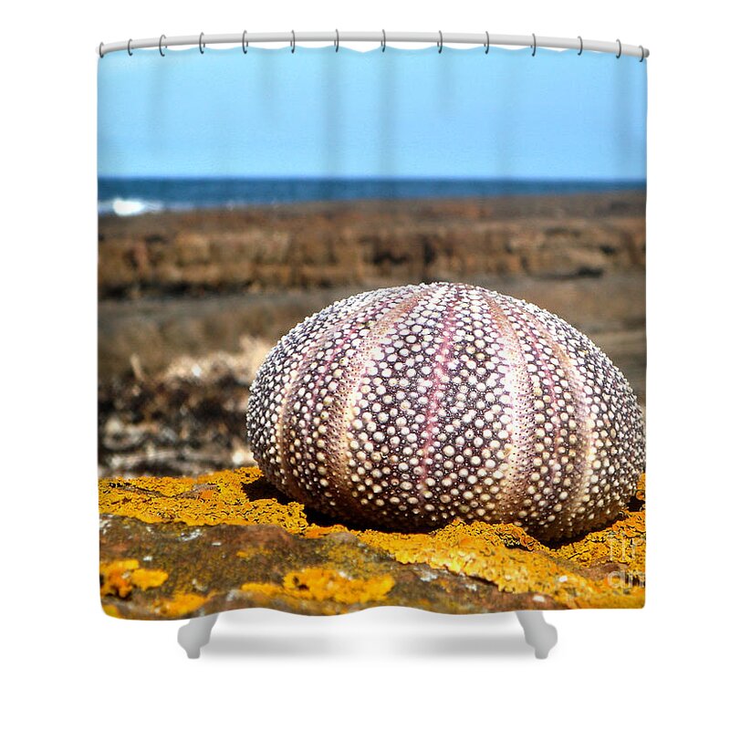 Nature Shower Curtain featuring the photograph Sea Urchin Dunbar by Yvonne Johnstone