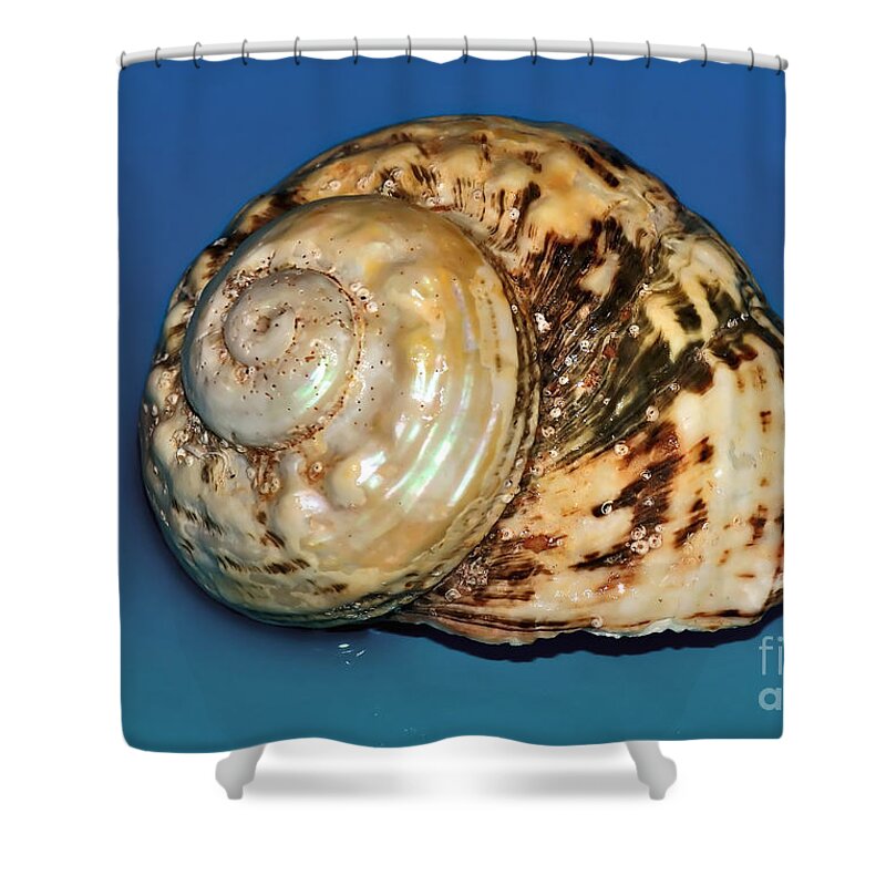 Photography Shower Curtain featuring the photograph Seashell Wall Art 12 - Shell with Parasitic Worms by Kaye Menner