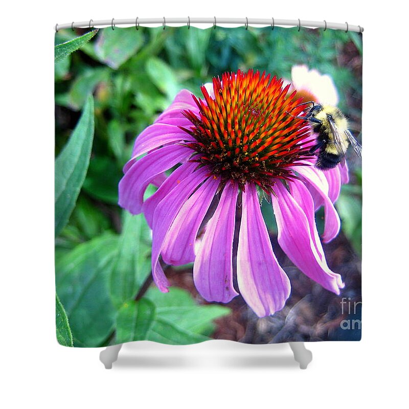 Echinacea Shower Curtain featuring the photograph Season for Echinacea by Kathy Bassett