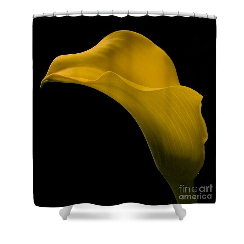Calla Lily Shower Curtain featuring the photograph Sensuous Curves by Susan Candelario