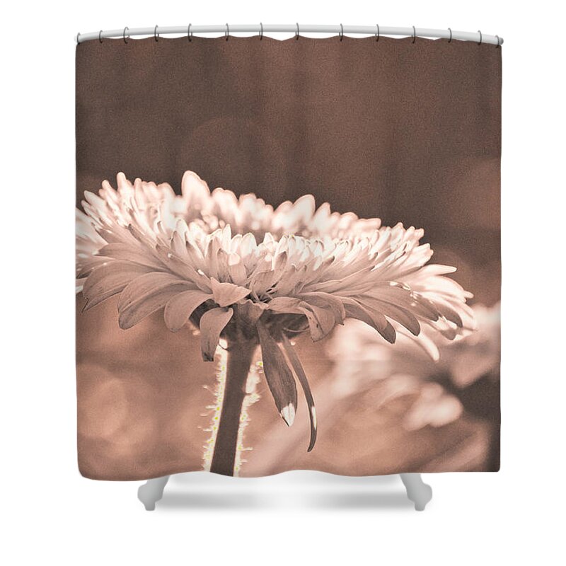 Flower Shower Curtain featuring the photograph Sepia Sweetness by Trish Tritz