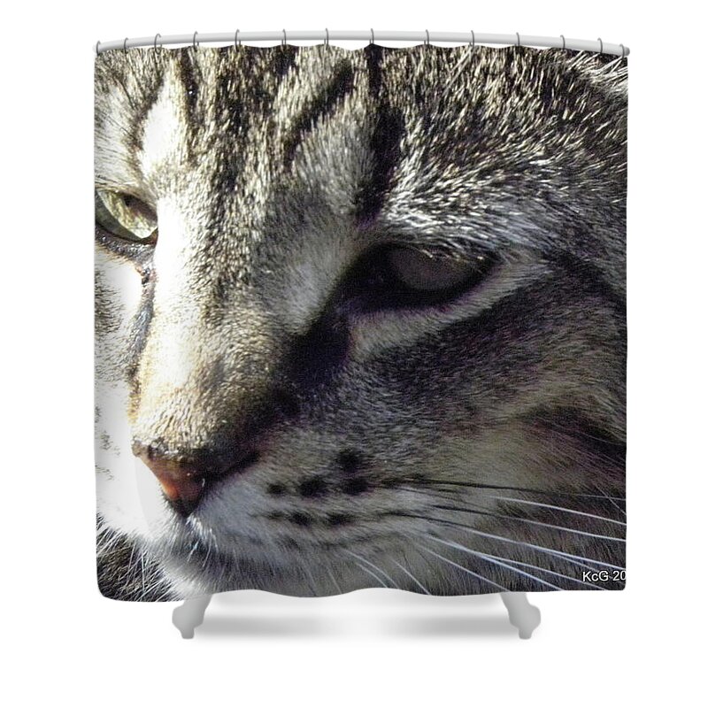 Cat Shower Curtain featuring the photograph Serious by Kim Galluzzo