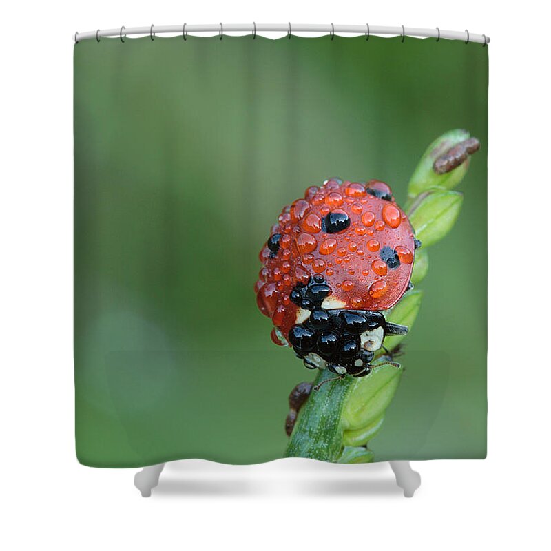 Nature Shower Curtain featuring the photograph Seven-spotted Lady Beetle On Grass With Dew by Daniel Reed