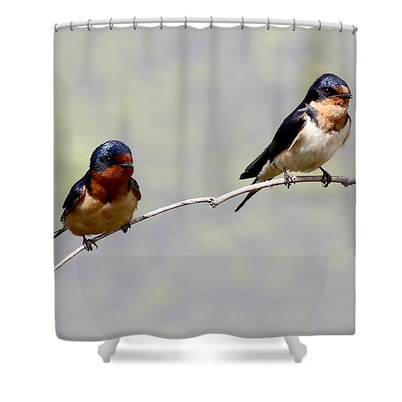 Barn Swallows Shower Curtain featuring the photograph Sharing a Branch by Elizabeth Winter