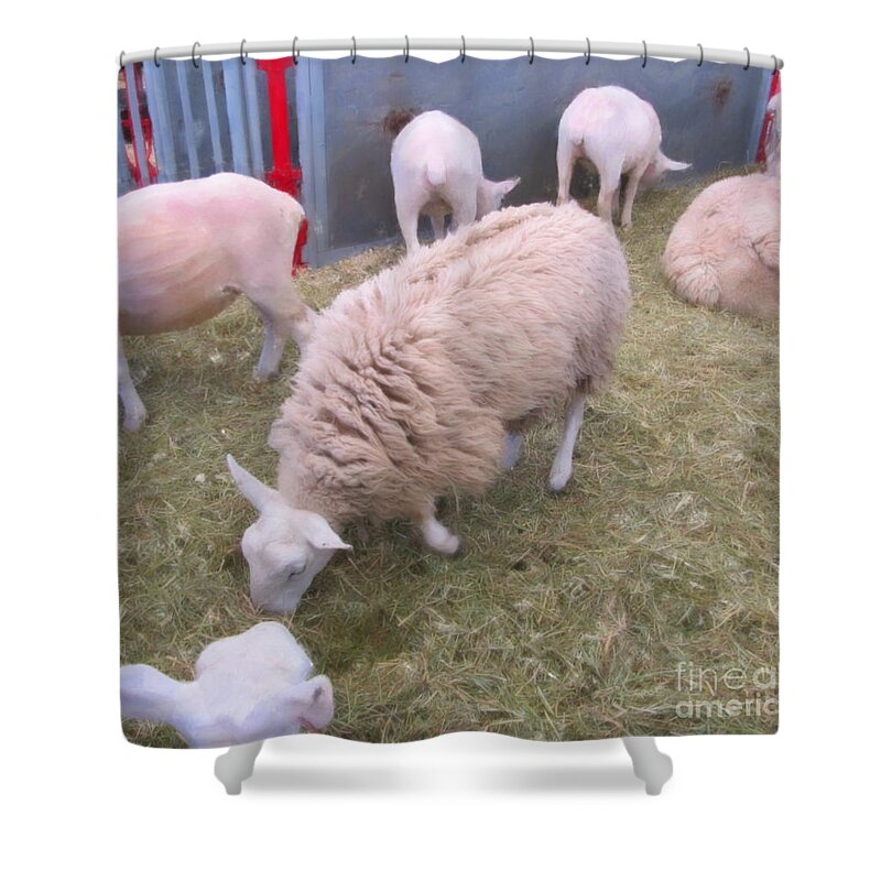 Landscape Shower Curtain featuring the photograph Sheep in Shear Panic by Donna L Munro
