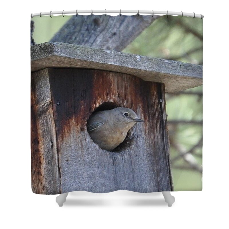 Bird Shower Curtain featuring the photograph She's Home by Dorrene BrownButterfield