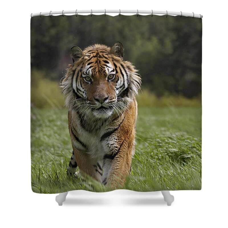 00176996 Shower Curtain featuring the photograph Siberian Tiger Walking Endangered by Tim Fitzharris