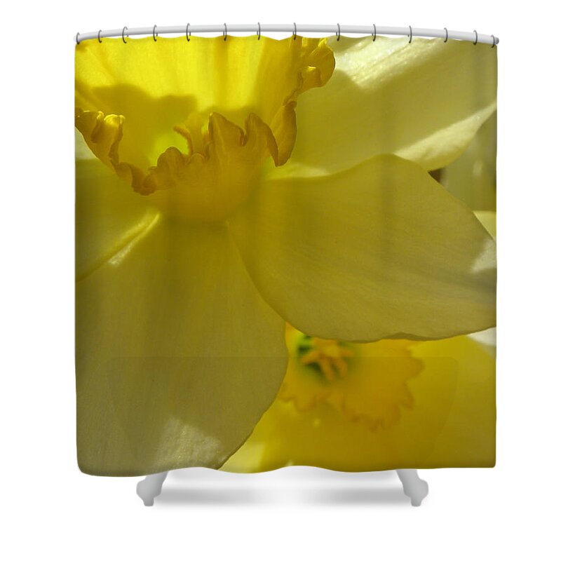 Daffodil Shower Curtain featuring the photograph Simplicity Within by Kim Galluzzo
