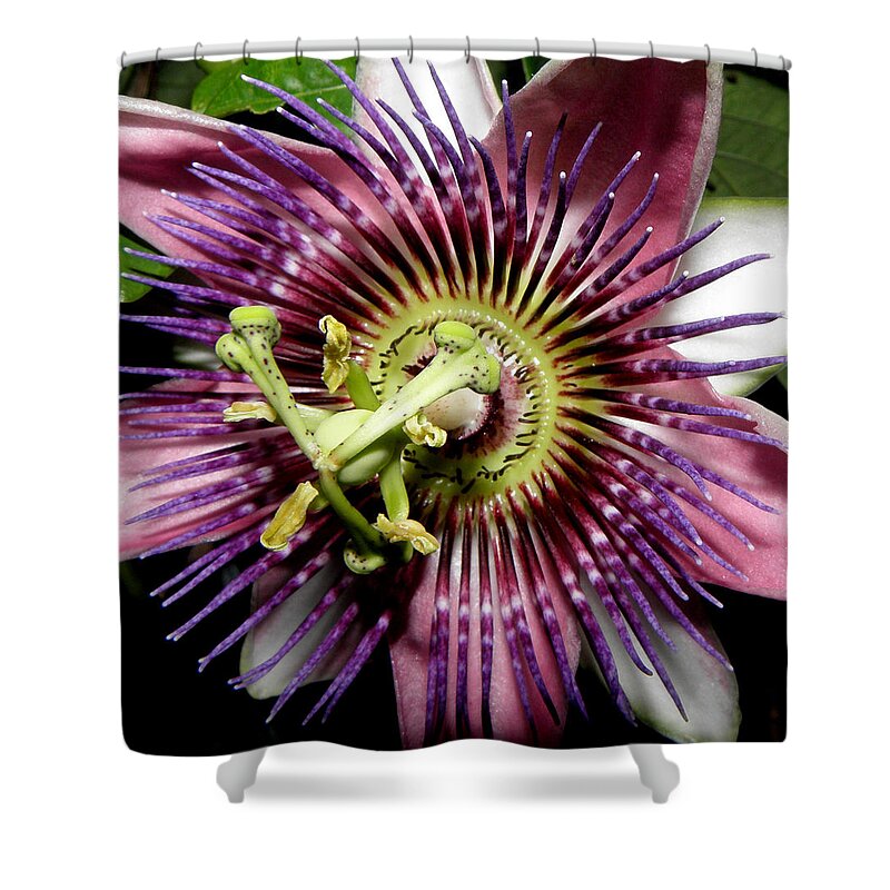 Passion Shower Curtain featuring the photograph Simply Magical by Kim Galluzzo Wozniak