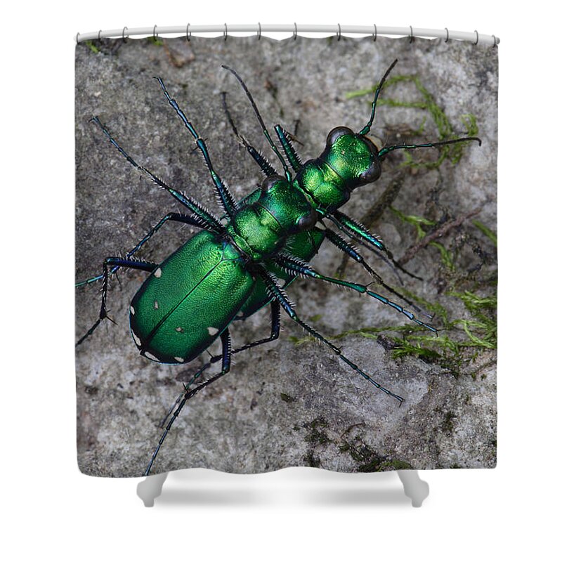 Cicindela Sexguttata Shower Curtain featuring the photograph Six-Spotted Tiger Beetles Copulating by Daniel Reed