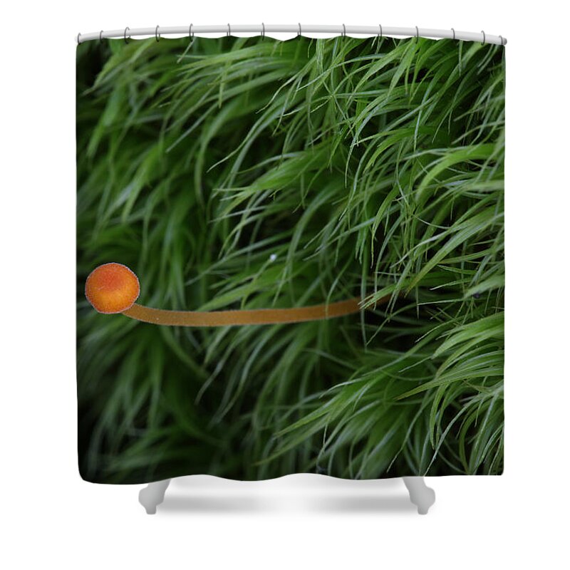 Nature Shower Curtain featuring the photograph Small Orange Mushroom In Moss by Daniel Reed