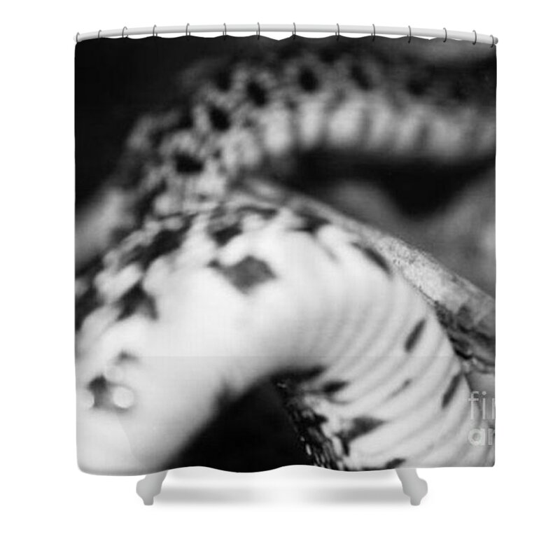 Snake Shower Curtain featuring the photograph Snake 1 by Samantha Lusby