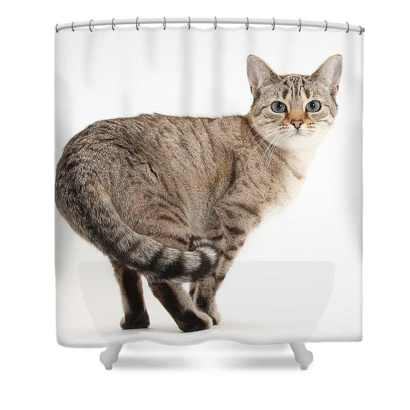 Sepia Snow Bengal-cross Female Cat Shower Curtain featuring the photograph Snow Bengal-cross by Mark Taylor