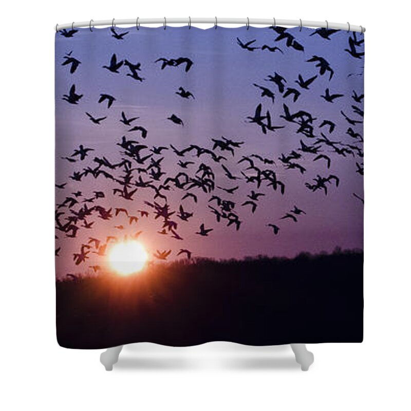 Snow Geese Shower Curtain featuring the photograph Snow Geese Migrating by Crystal Wightman