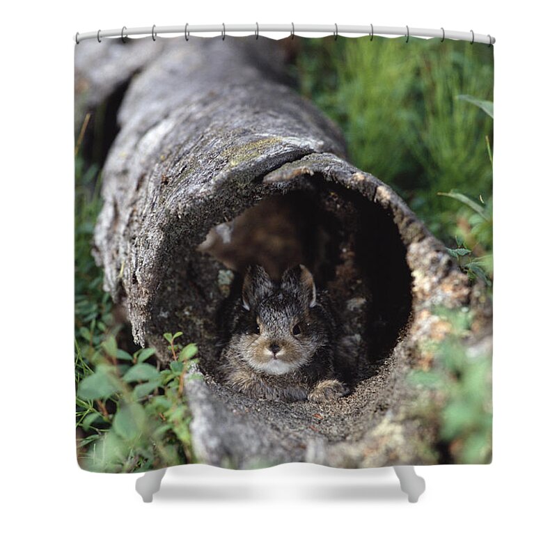 Mp Shower Curtain featuring the photograph Snowshoe Hare Lepus Americanus Baby by Michael Quinton