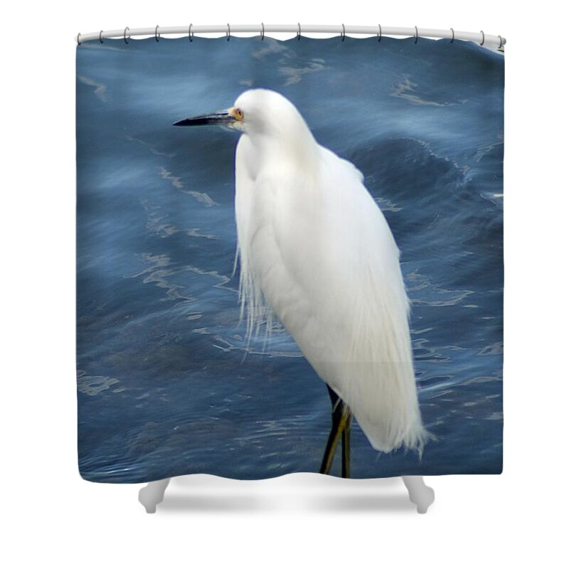 Snowy Shower Curtain featuring the photograph Snowy Egret 1 by Joe Faherty
