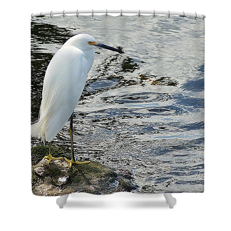 Snowy Shower Curtain featuring the photograph Snowy Egret 2 by Joe Faherty