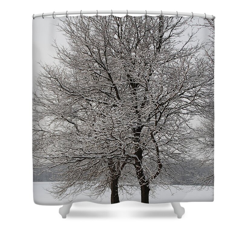 Tree Shower Curtain featuring the photograph Snowy Morning at Know 6464 by Guy Whiteley