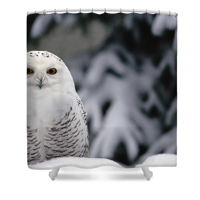 Mp Shower Curtain featuring the photograph Snowy Owl Nyctea Scandiaca Camouflaged by Gerry Ellis