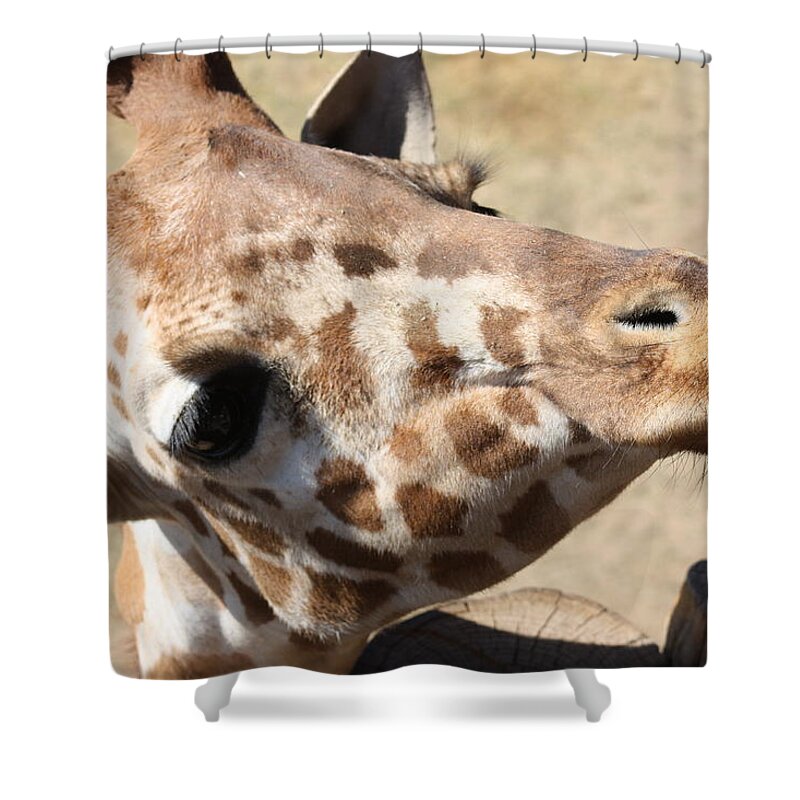 Giraffe Shower Curtain featuring the photograph So Cute by Kim Galluzzo Wozniak