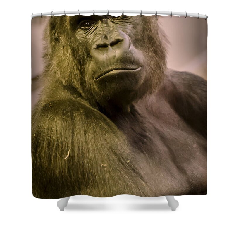 Gorilla Shower Curtain featuring the photograph So Like Us by Heather Applegate