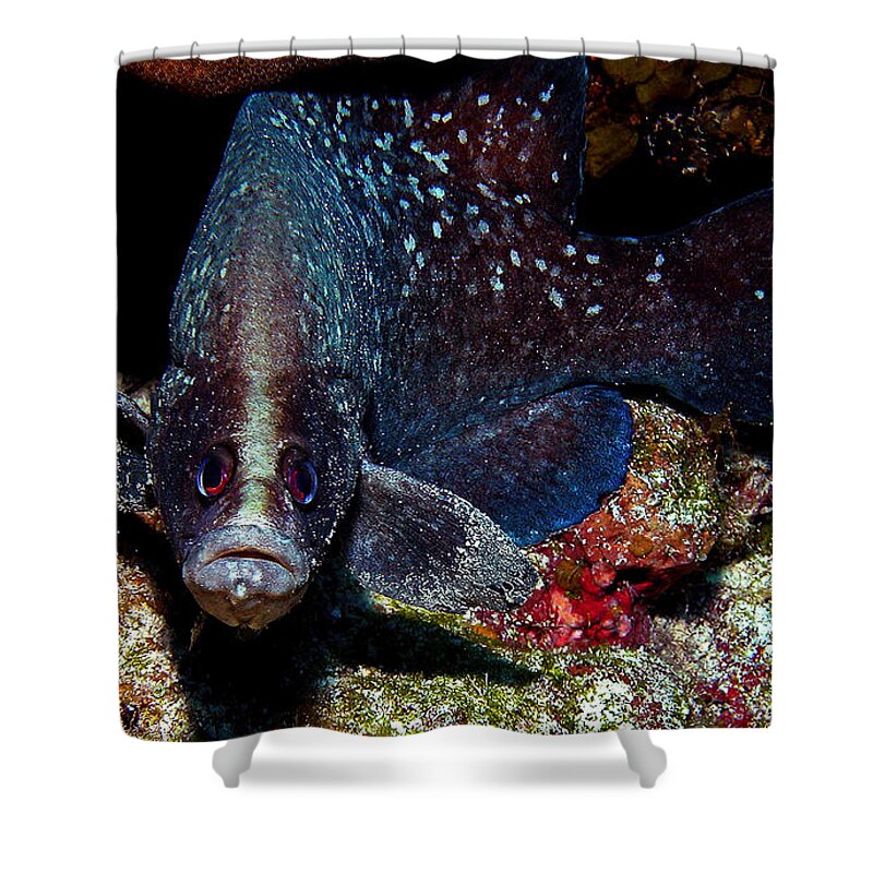 Underwater Shower Curtain featuring the photograph Soapfish by Jean Noren