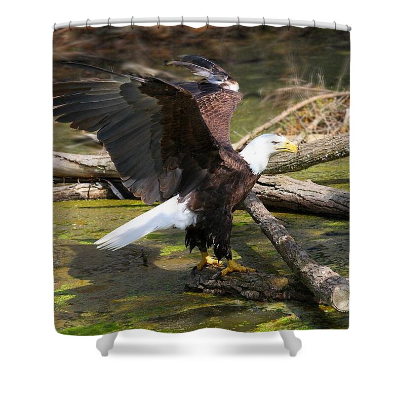 Eagle Shower Curtain featuring the photograph Soaring Eagle by Elizabeth Winter