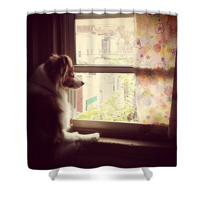  Shower Curtain featuring the photograph Somewhere In The Distance...a Puppy by Katie Cupcakes