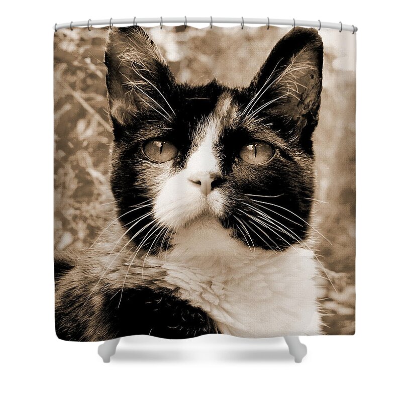 Cat Shower Curtain featuring the photograph Souls Great and Small 2 by Rory Siegel