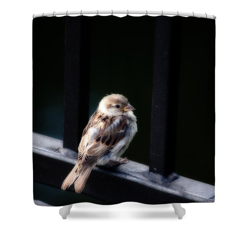 Sparrow Shower Curtain featuring the photograph Sparrow by Karol Livote