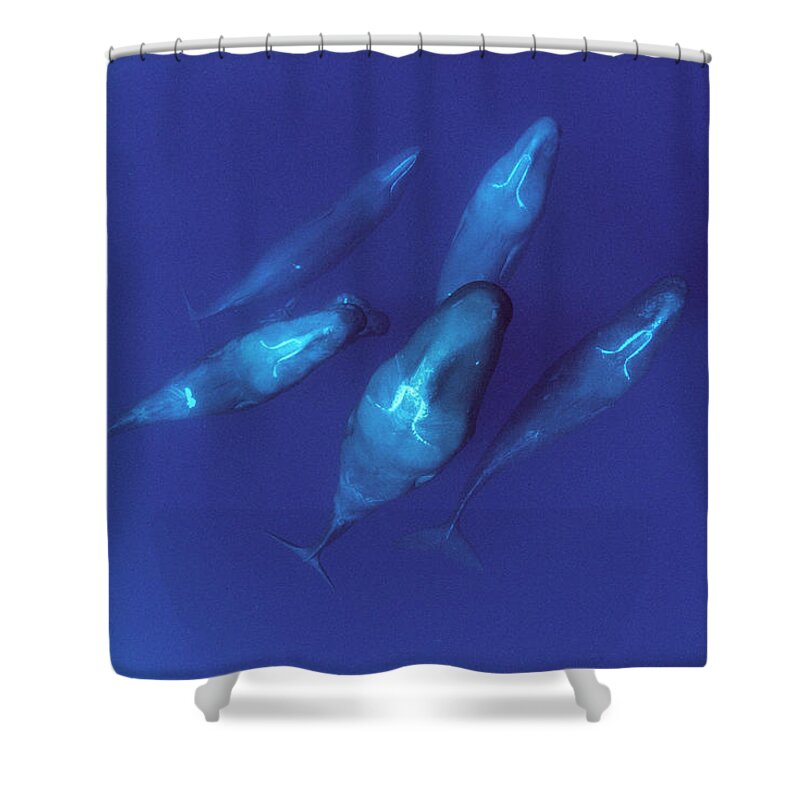 00114207 Shower Curtain featuring the photograph Sperm Whale Pod Dominica by Flip Nicklin
