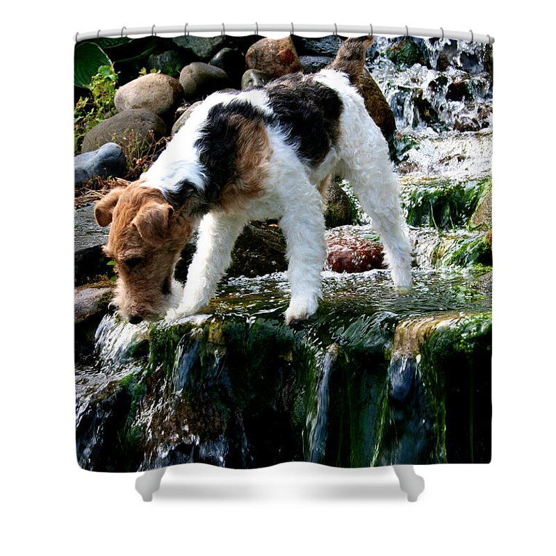 Wirehair Fox Terrier Shower Curtain featuring the photograph Spice Frogging by Susan Herber