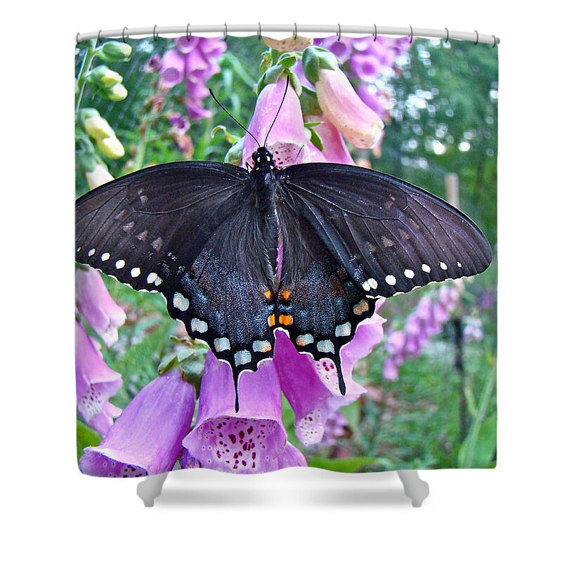 Butterfly Shower Curtain featuring the photograph Spicebush Swallowtail Butterfly on Foxgloves - Papilio troilus by Carol Senske