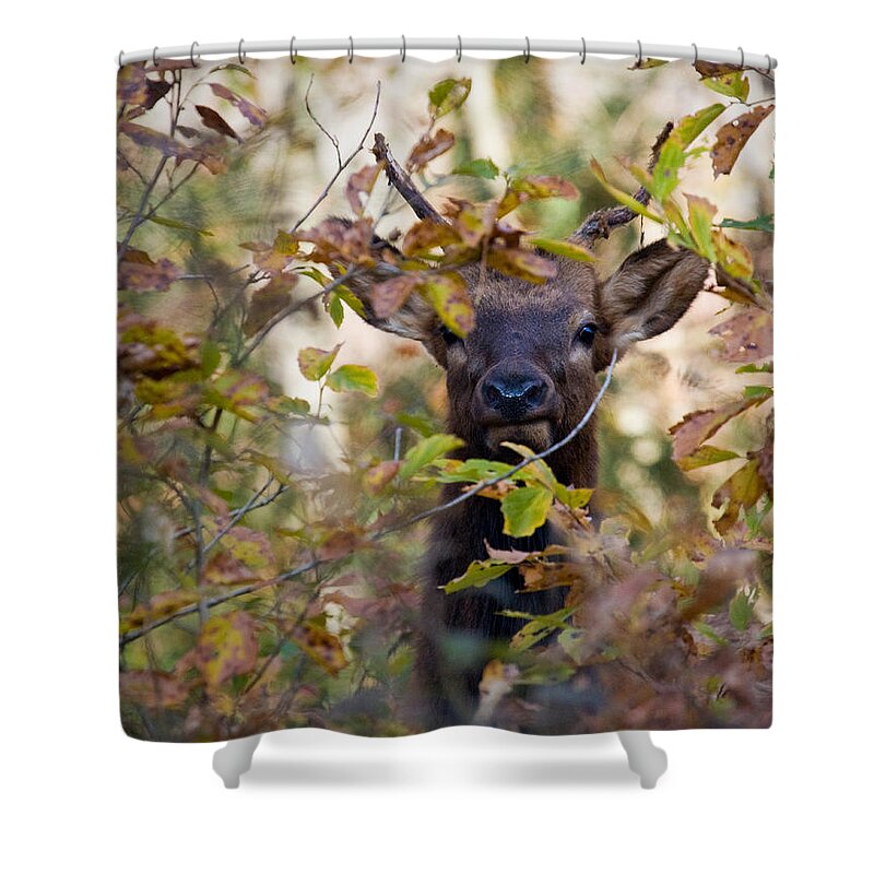 Spike Elk Shower Curtain featuring the photograph Spike Elk in Brush by Michael Dougherty