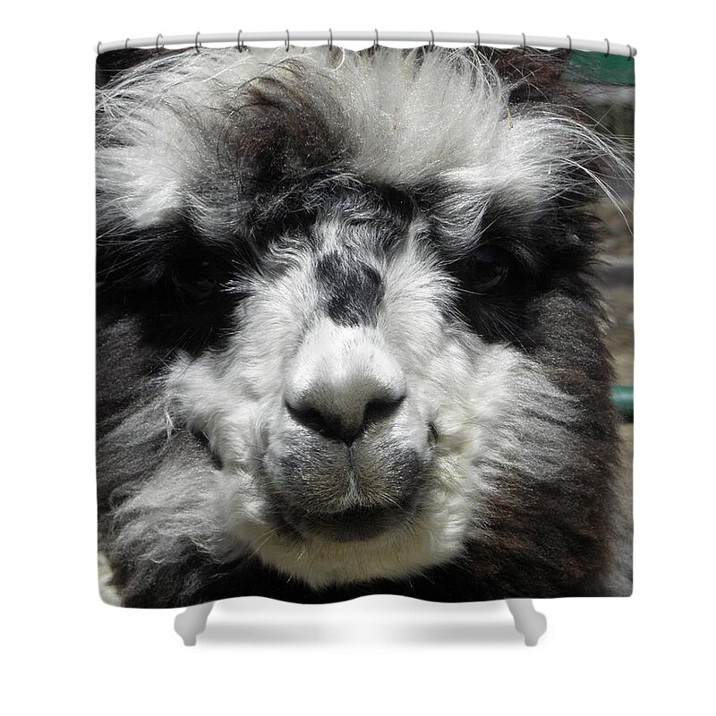 Alpaca Shower Curtain featuring the photograph Spikey by Kim Galluzzo Wozniak
