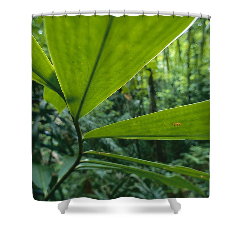 Mp Shower Curtain featuring the photograph Spiral Ginger Costus Pulverulentus by Christian Ziegler